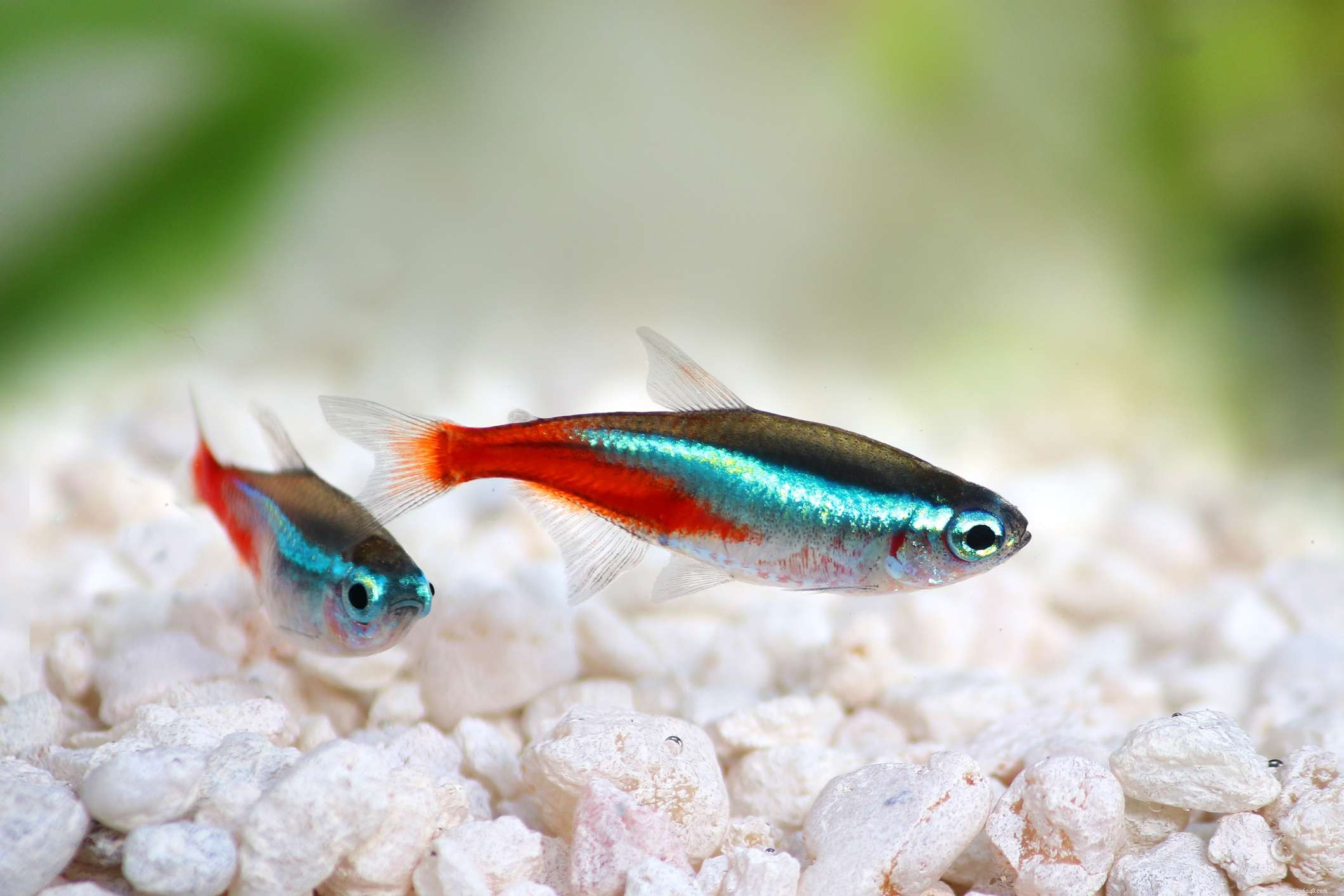 Choosing Compatible Freshwater Fish for Your Ideal Aquarium