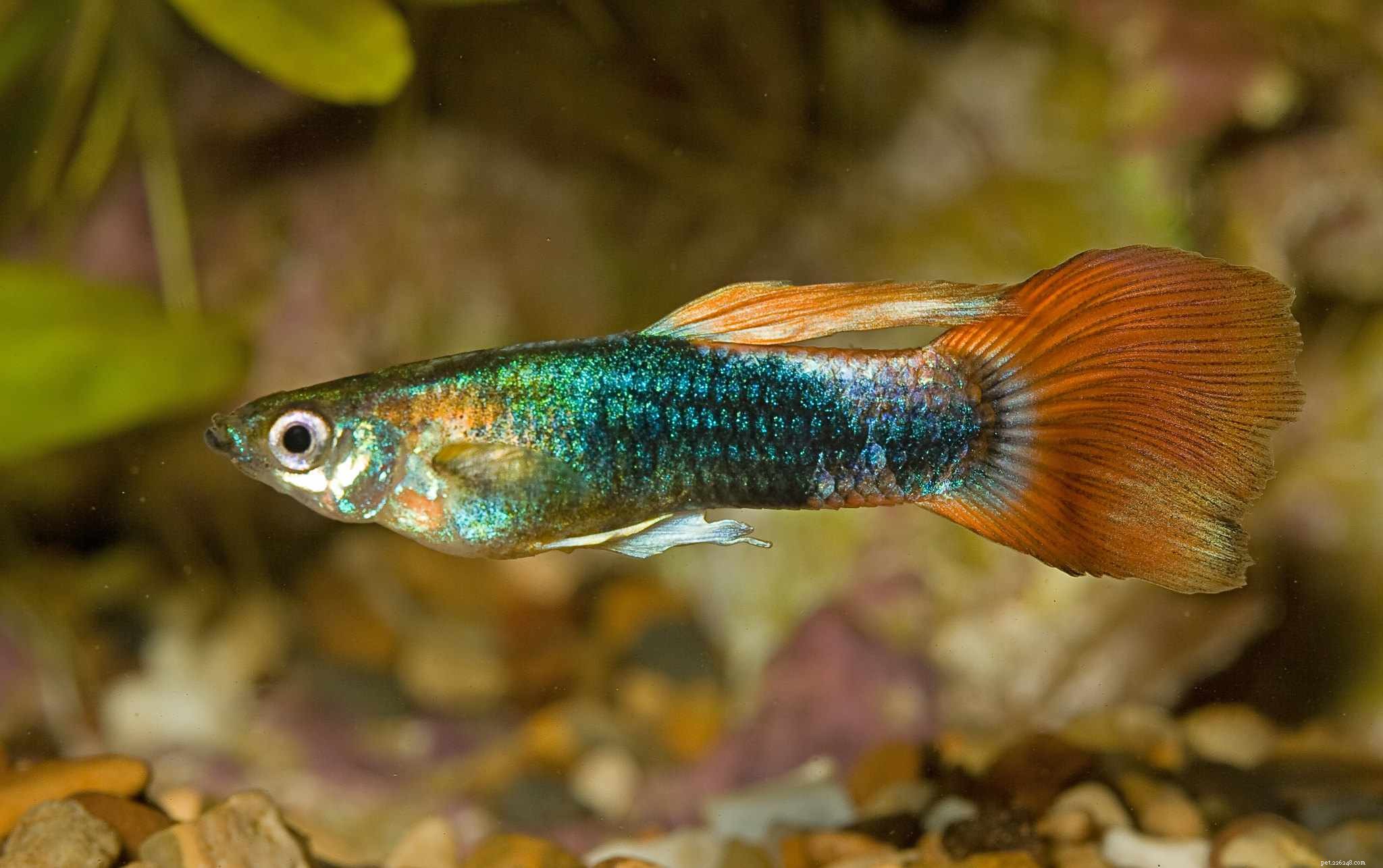 Choosing Compatible Freshwater Fish for Your Ideal Aquarium