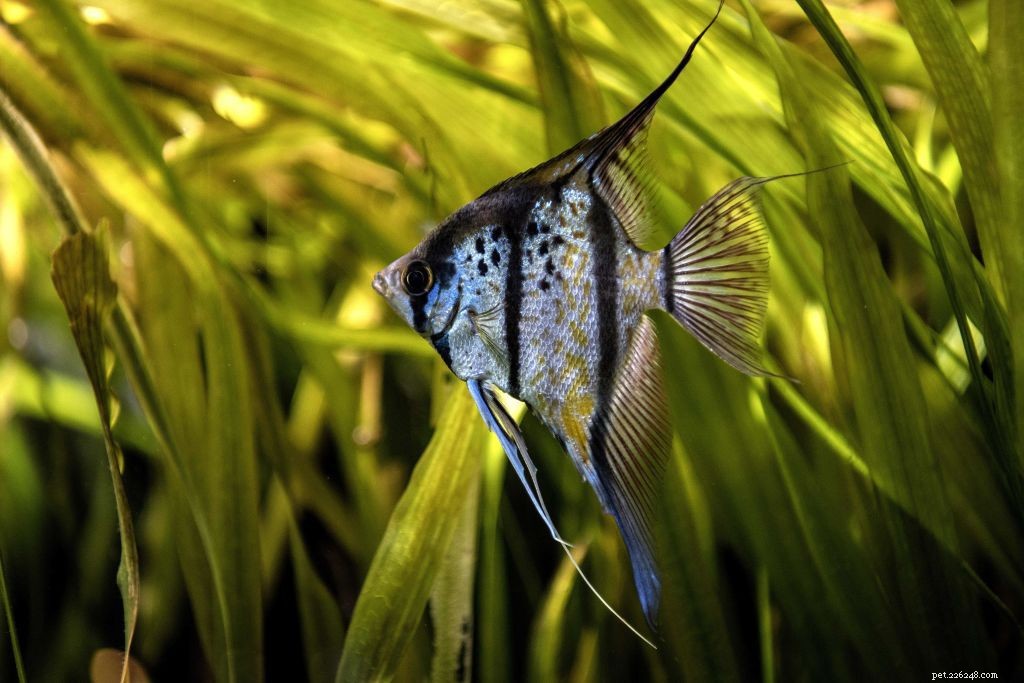 Choosing Compatible Freshwater Fish for Your Ideal Aquarium