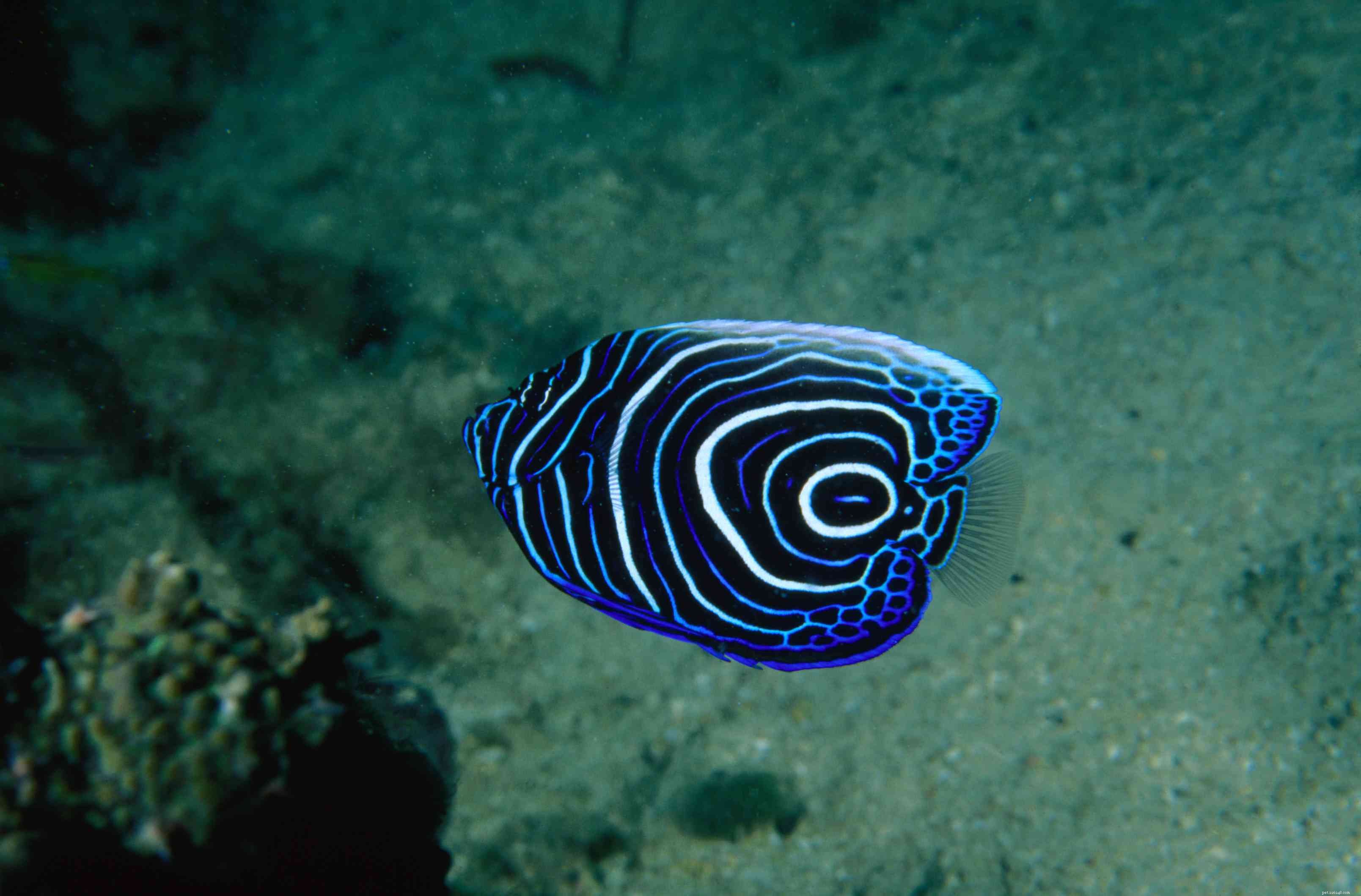 Emperor Angelfish (Pomacanthus imperator): Traits, Care & Aquarium Compatibility