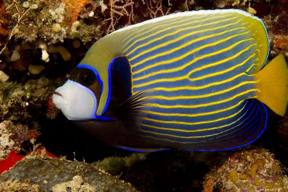Emperor Angelfish (Pomacanthus imperator): Traits, Care & Aquarium Compatibility
