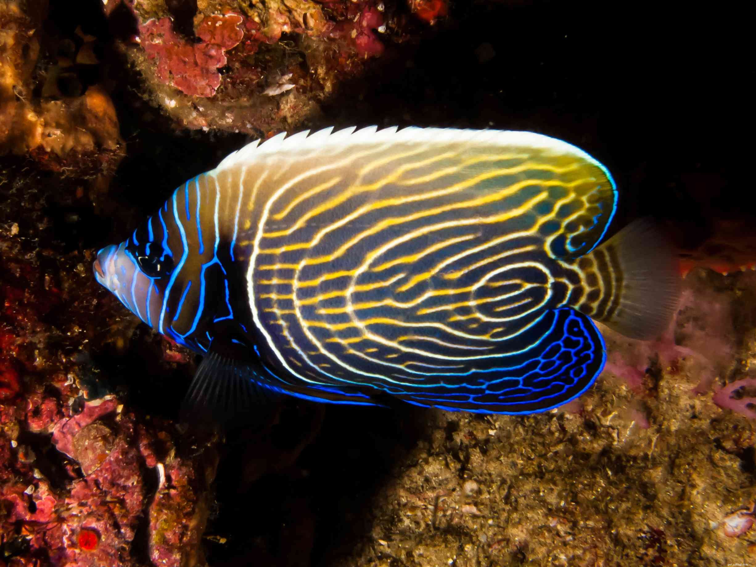 Emperor Angelfish (Pomacanthus imperator): Traits, Care & Aquarium Compatibility