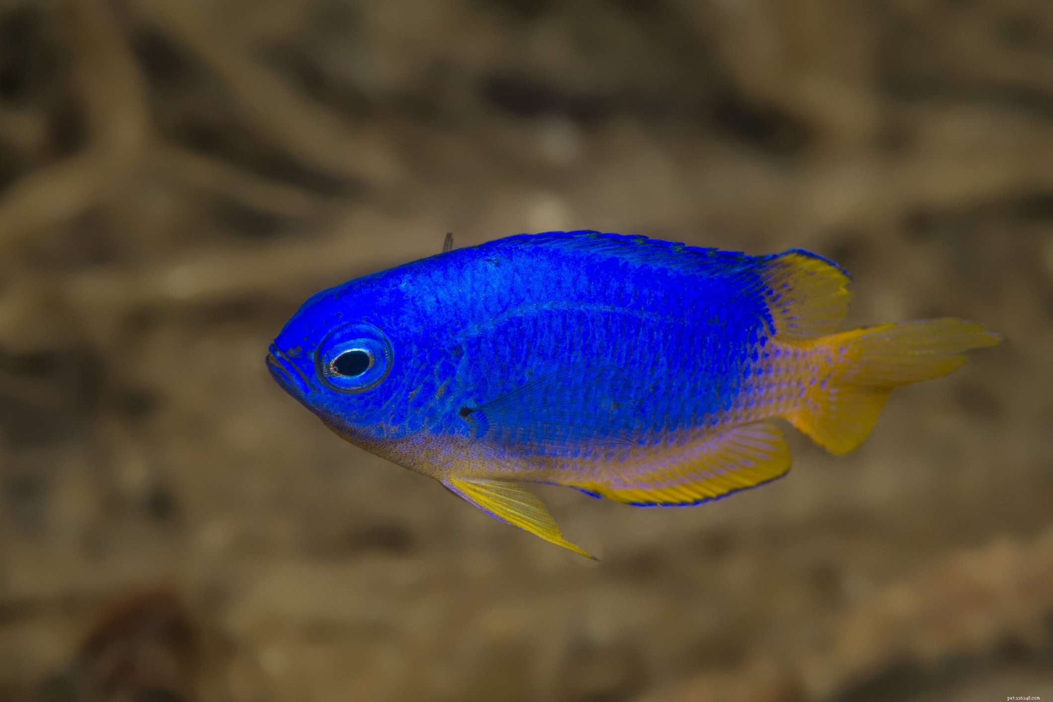 Emperor Angelfish (Pomacanthus imperator): Traits, Care & Aquarium Compatibility