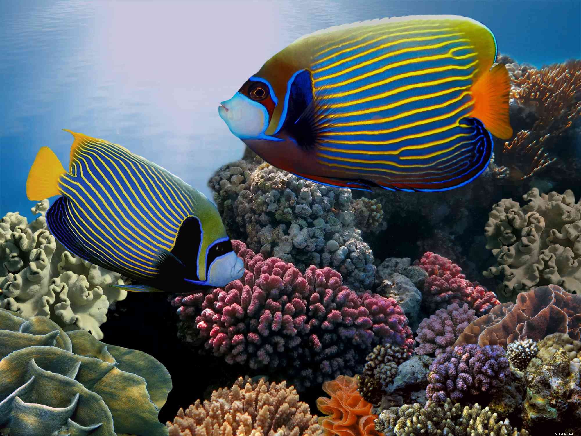 Emperor Angelfish (Pomacanthus imperator): Traits, Care & Aquarium Compatibility