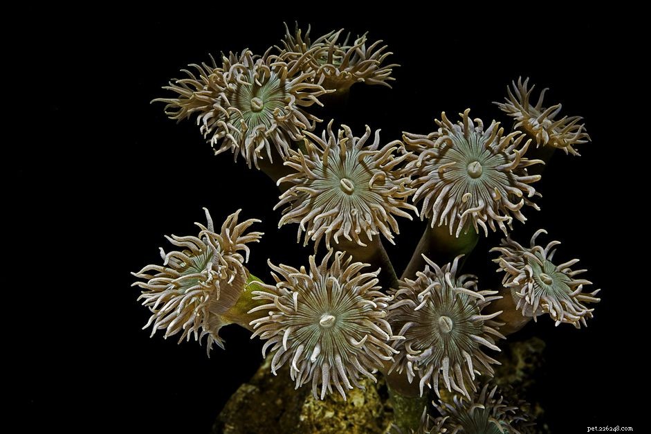 Essential Guide to Caring for Duncan Coral (Duncanopsammia axifuga)