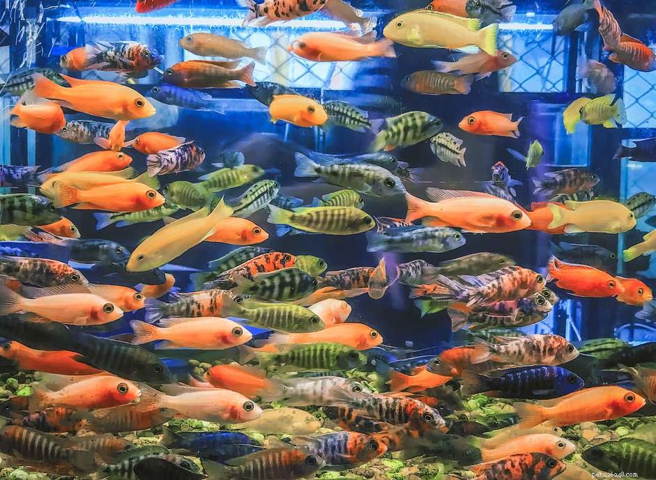 Understanding Fish Tuberculosis: Causes, Symptoms, and Prevention