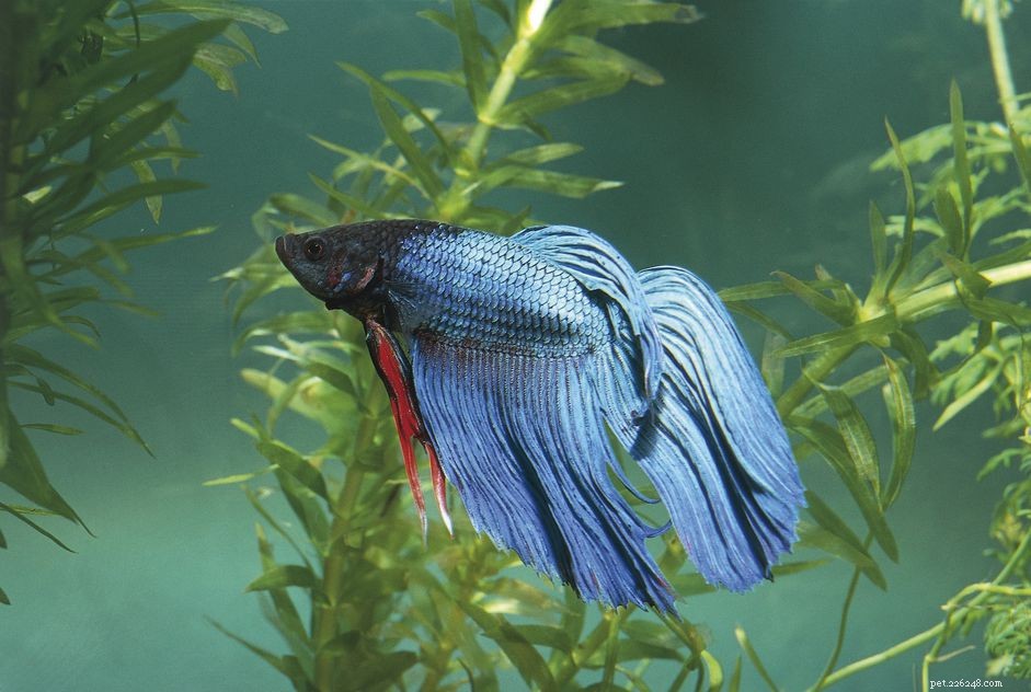 White Spot Disease in Saltwater Fish: Symptoms, Causes, and Effective Treatments