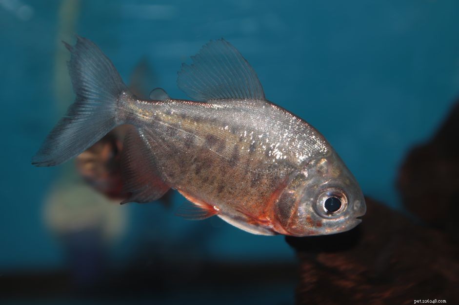 Managing Ulcers in Freshwater Fish: Causes, Prevention, and Treatment