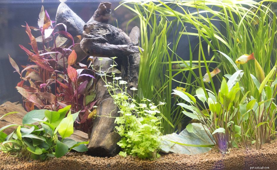 Lymphocystis in Freshwater Fish: Causes, Symptoms, and Management