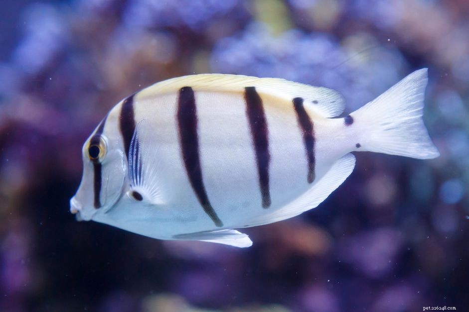 Convict Tang (Acanthurus triostegus): A Comprehensive Species Profile