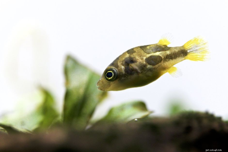 Pea Puffer Care Guide: Habitat, Diet, Temperament & Breeding