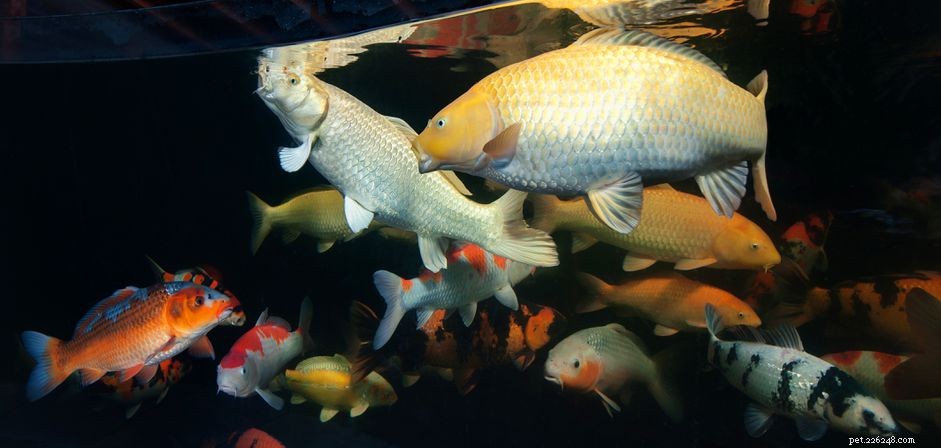 Keeping Koi Fish Indoors: What You Need to Know