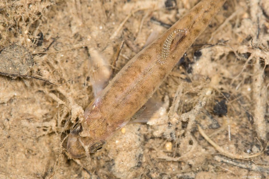 Effective Treatment Guide for Leeches in Freshwater Fish