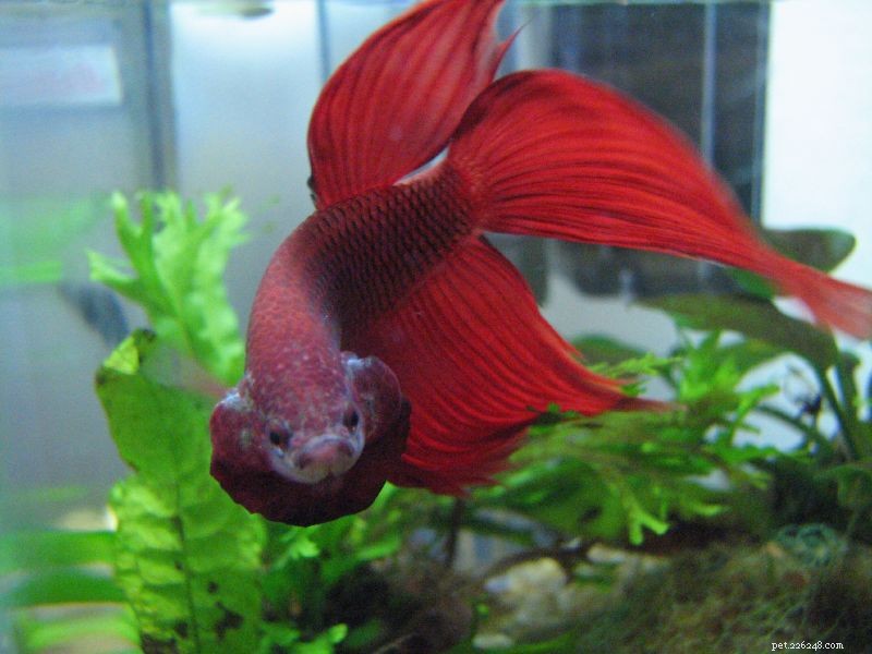 Understanding Betta Fish Aggression: Why They Fight and How to Prevent It