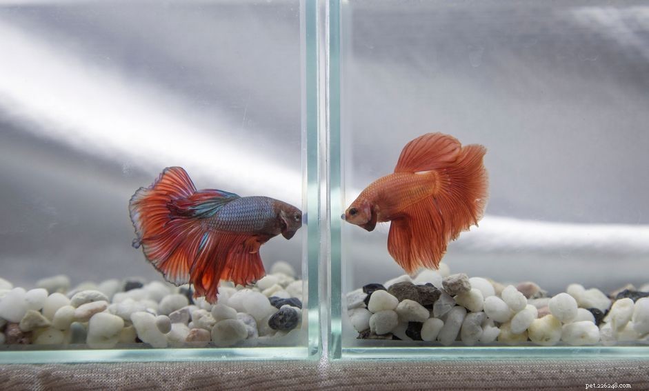 Understanding Betta Fish Aggression: Why They Fight and How to Prevent It