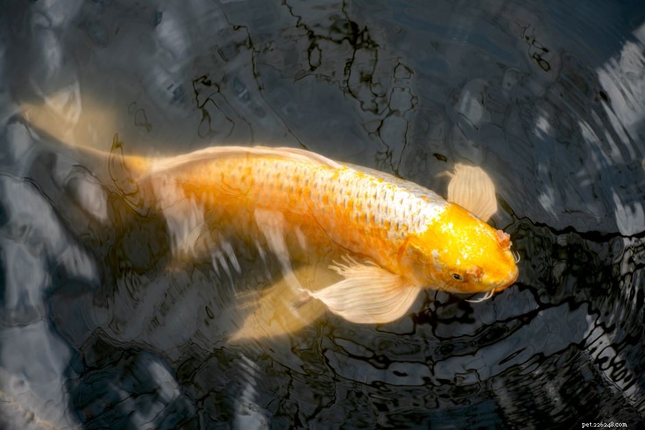 Koi Carp: Comprehensive Species Guide – Colors, Care, and Breeding