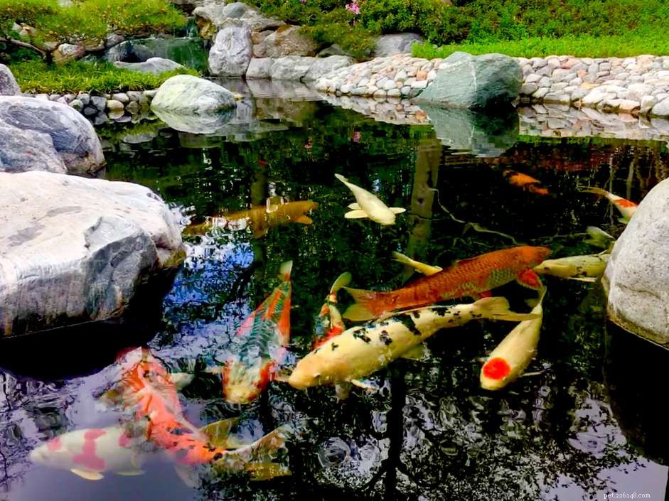 The Ultimate Guide to Building and Maintaining Koi Ponds