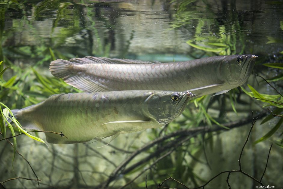 Silver Arowana (Osteoglossum bicirrhosum): Expert Care Guide & Species Overview