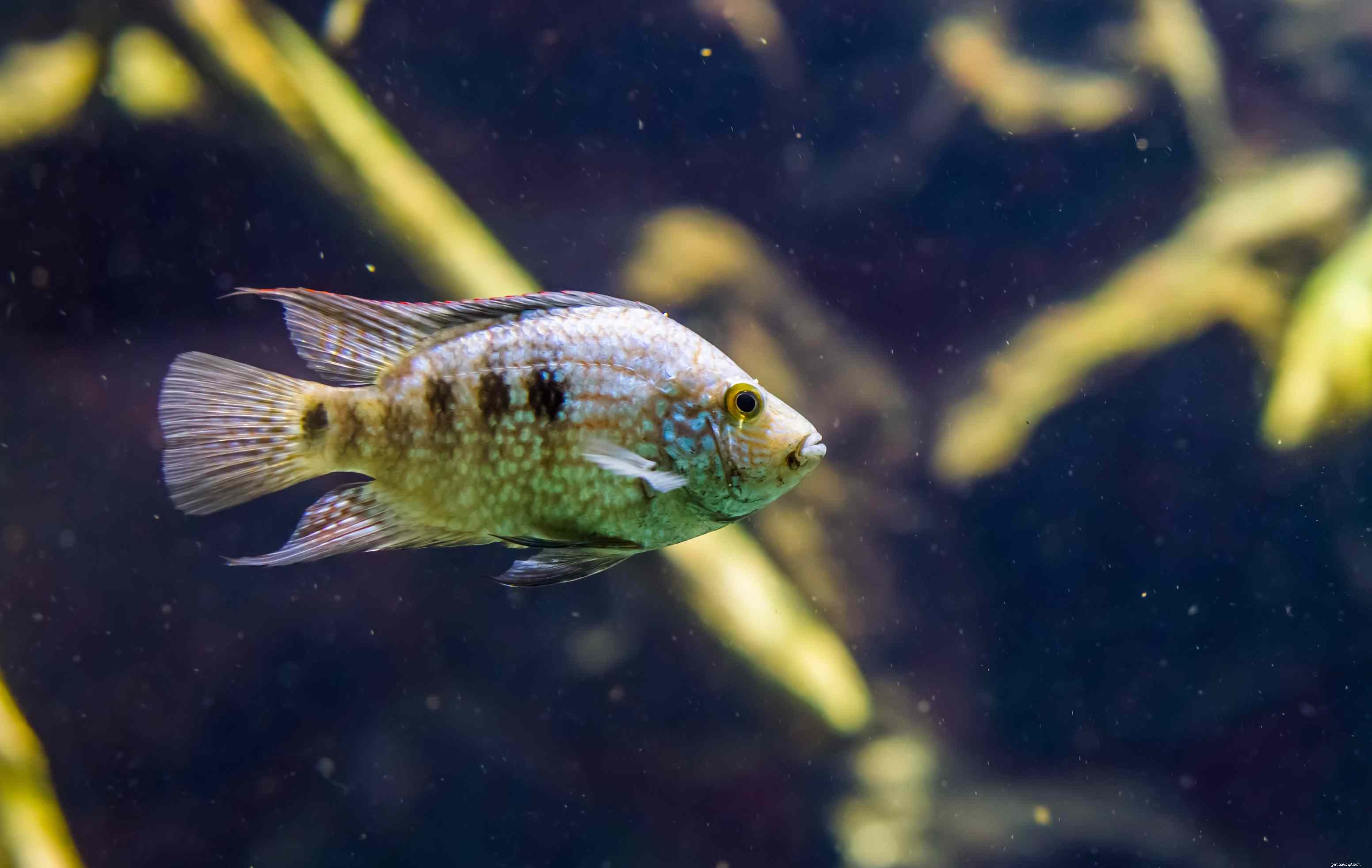 Silver Arowana (Osteoglossum bicirrhosum): Expert Care Guide & Species Overview