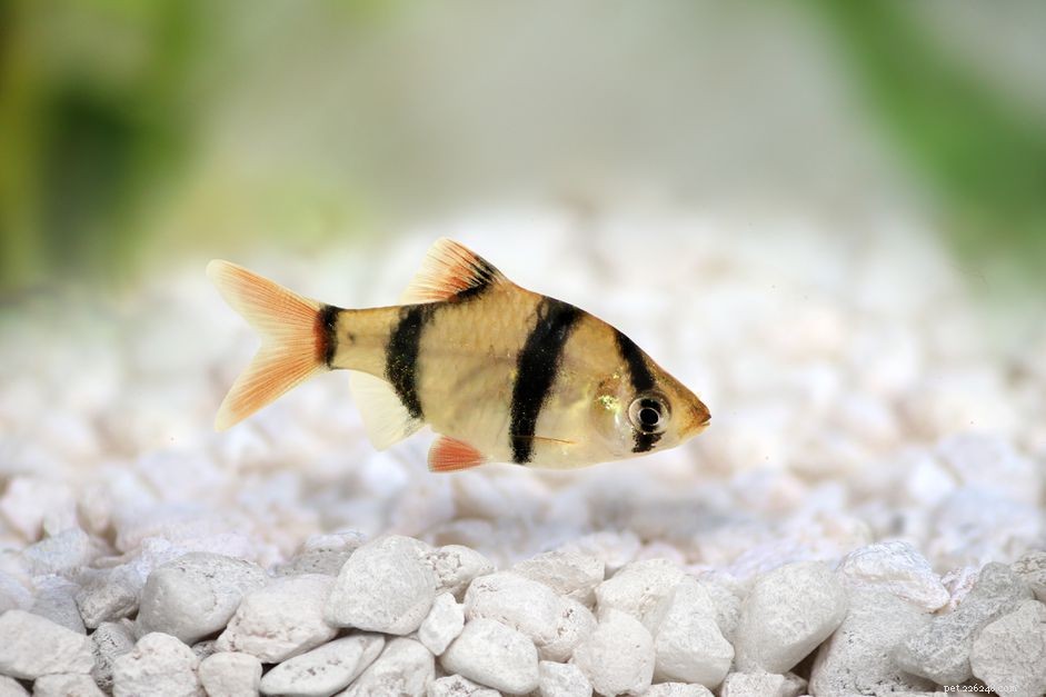 Top Pet Fish Names Starting with  T  – A Guide for Aquarists