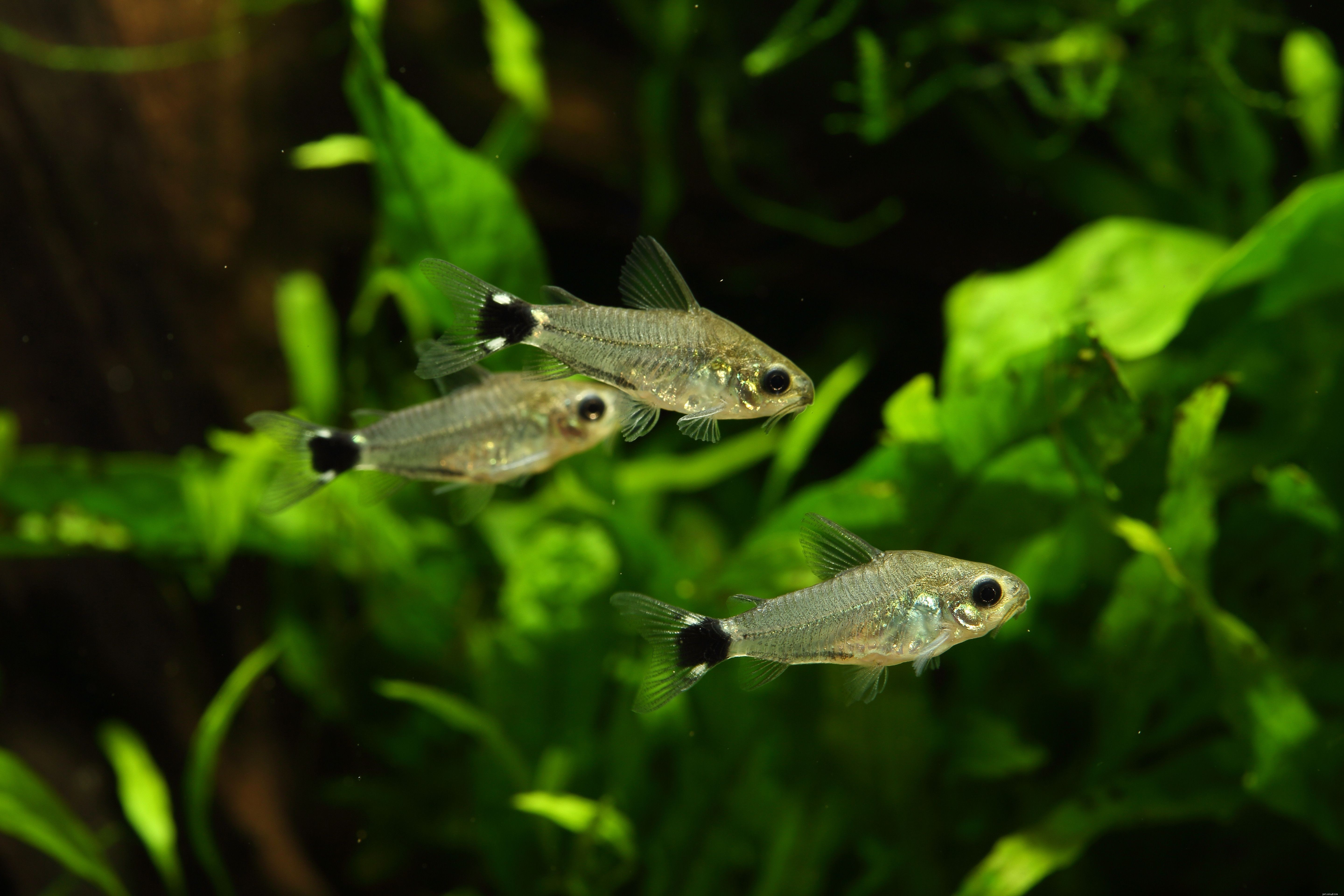 Top Pet Fish Names Starting with  T  – A Guide for Aquarists