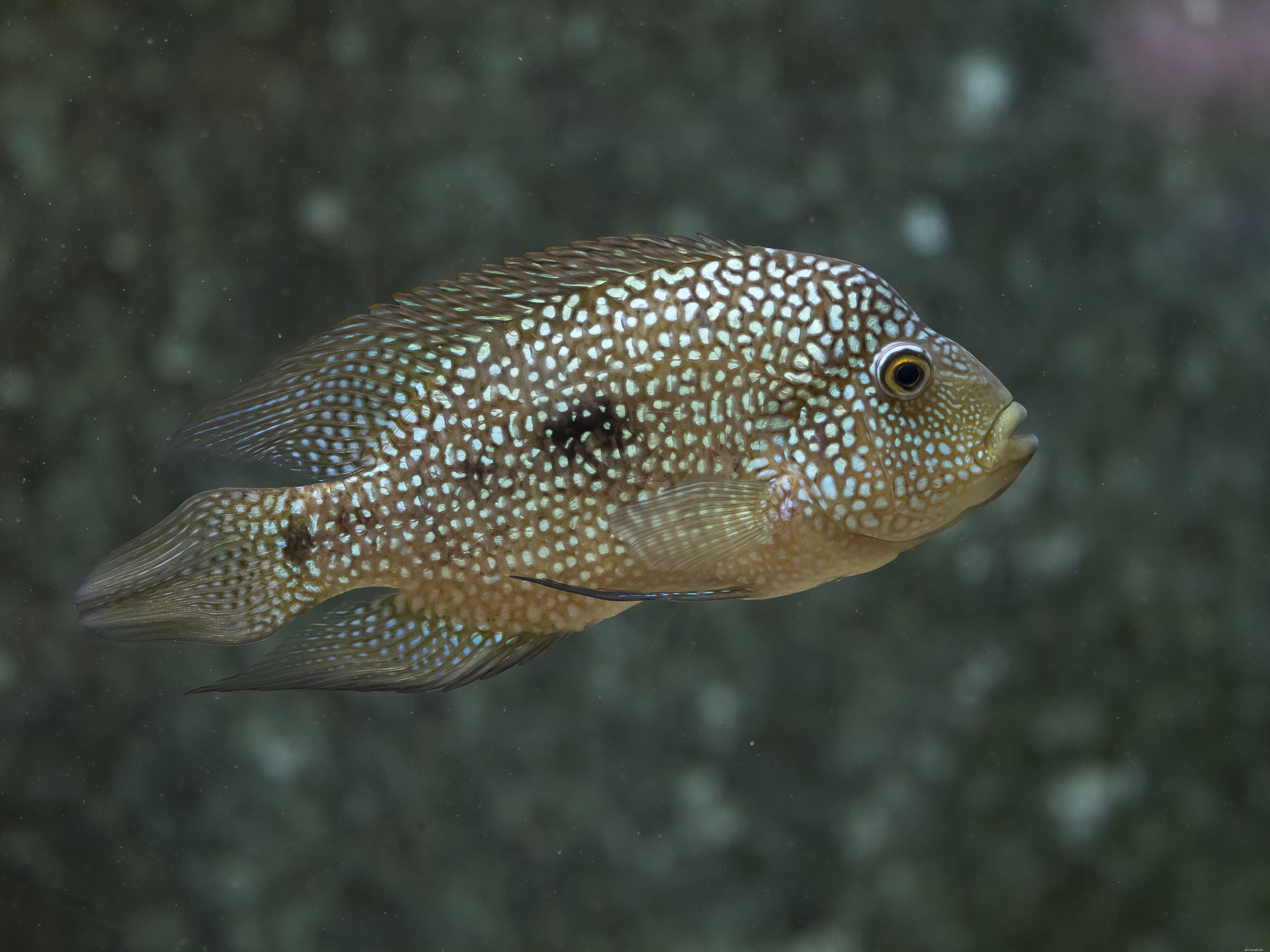 Top Pet Fish Names Starting with  T  – A Guide for Aquarists