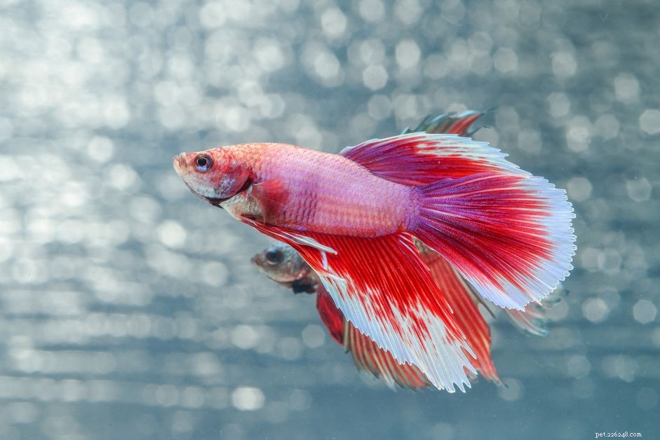 Betta Fish Lifespan: What to Expect & How to Extend Their Life