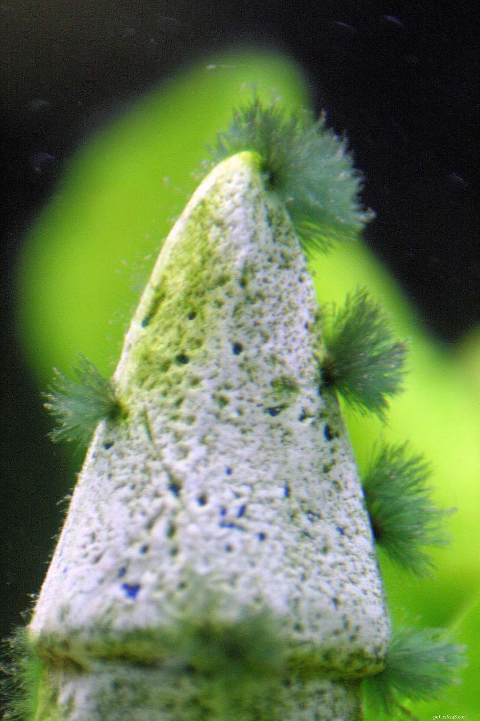 Effective Ways to Remove Beard (Brush) Algae from Your Aquarium