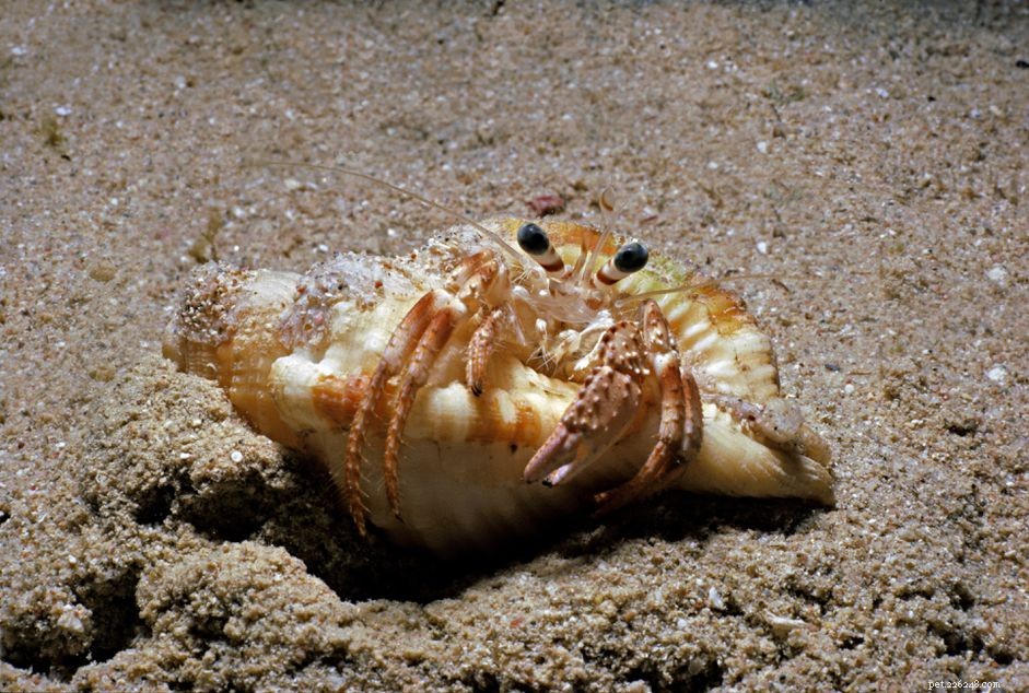 How to Care for Your Hermit Crab After Losing a Leg