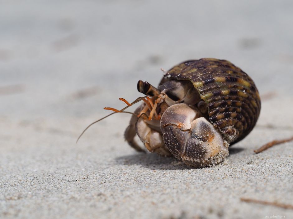 How to Spot a Hermit Crab Preparing to Molt: Key Indicators