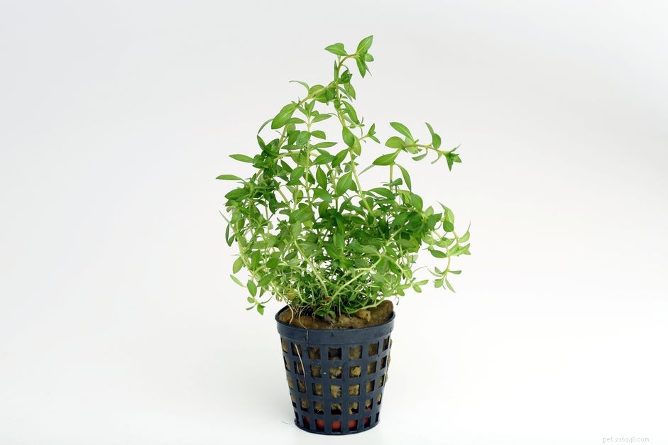 How to Grow Red Leaf Ludwigia in Your Freshwater Aquarium: A Complete Care Guide