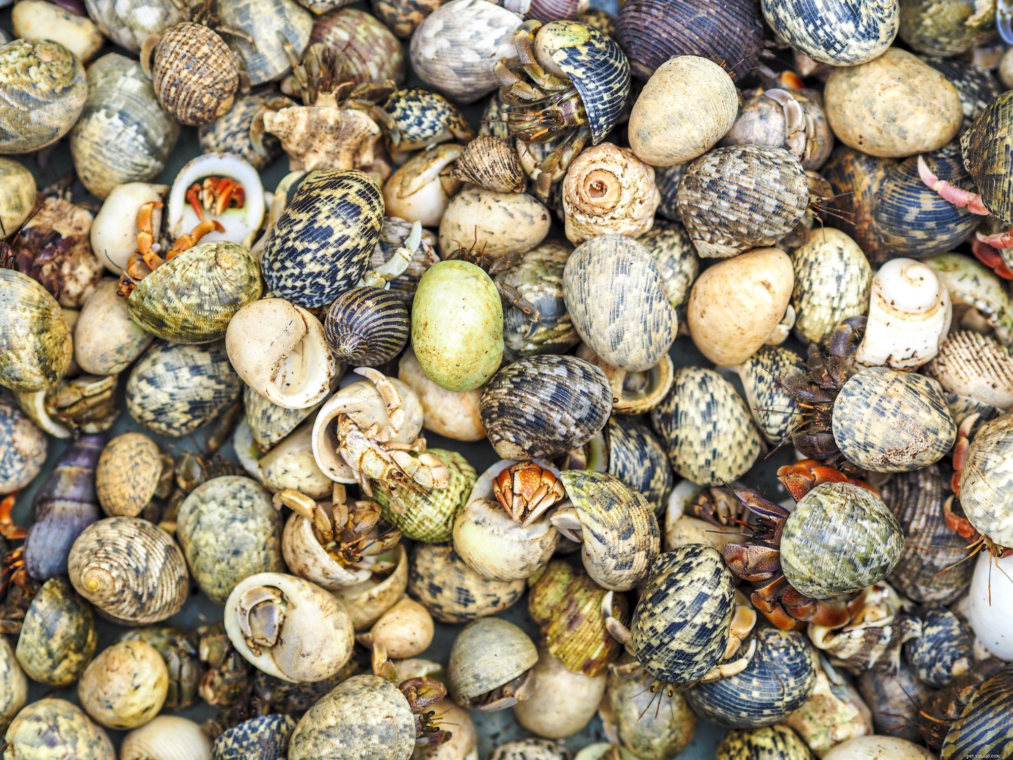 Expert Guide: Selecting and Preparing the Perfect Shell for Your Hermit Crab