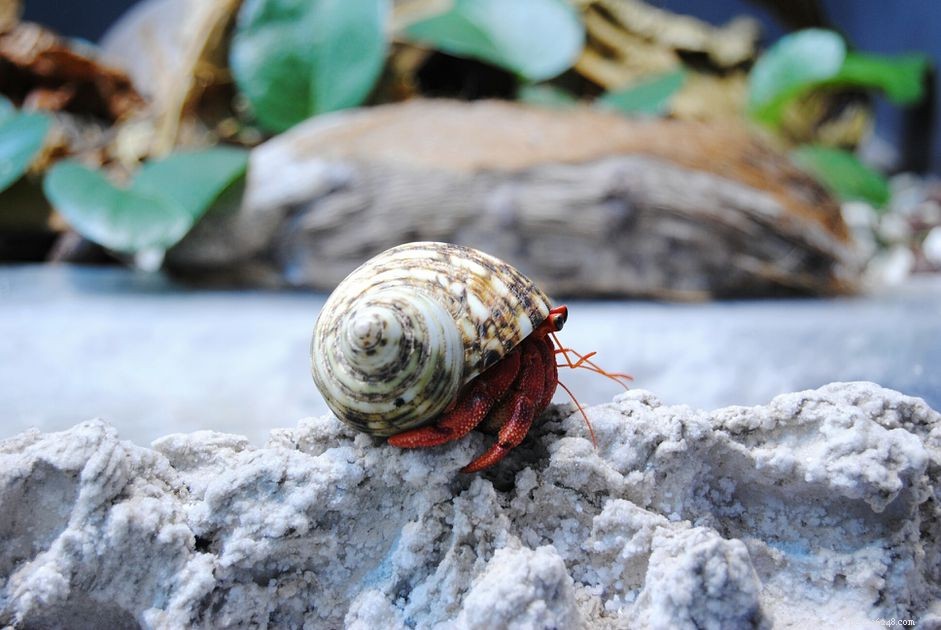 Expert Guide: Selecting and Preparing the Perfect Shell for Your Hermit Crab