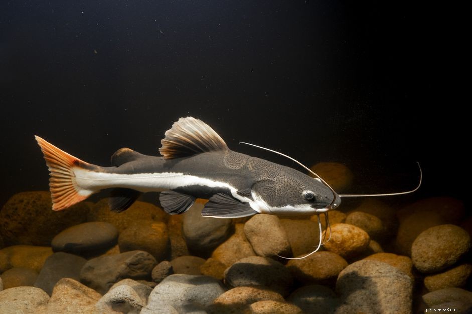 Choosing the Right Catfish Species for a Healthy Home Aquarium