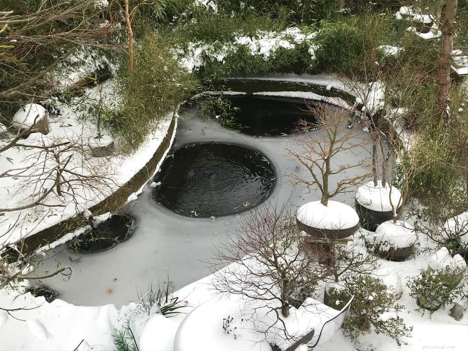 Ensuring Your Koi Thrive Through Winter: A Comprehensive Guide