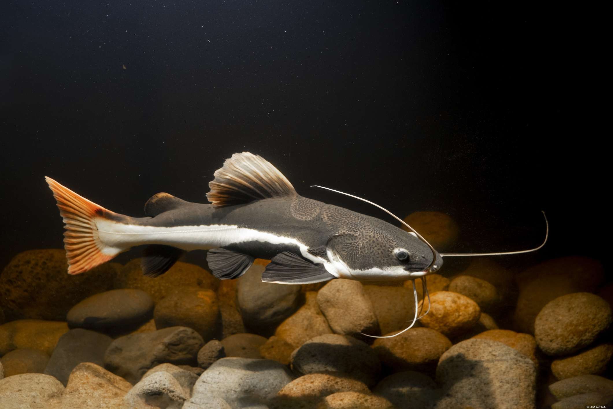 Choosing the Right Catfish Species for a Healthy Home Aquarium