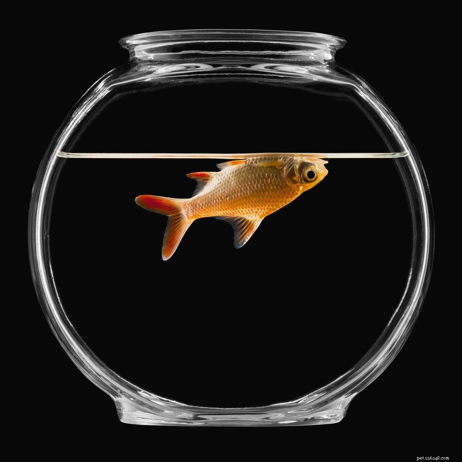 Why Fish Should Not Be Kept in Bowls: The Health Risks and Better Alternatives