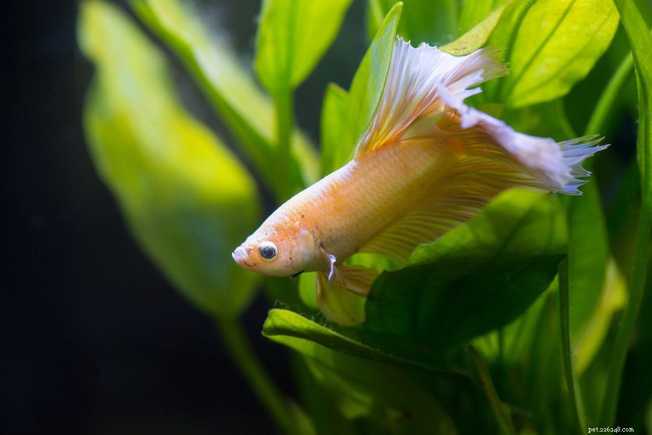 Why Your Betta Sleeps More Than Expected—and How to Restore Its Energy