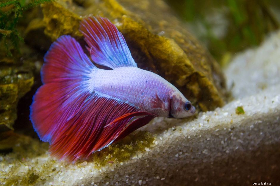 Betta Fish Feeding Guide: How Much to Feed Your Fish for Optimal Health