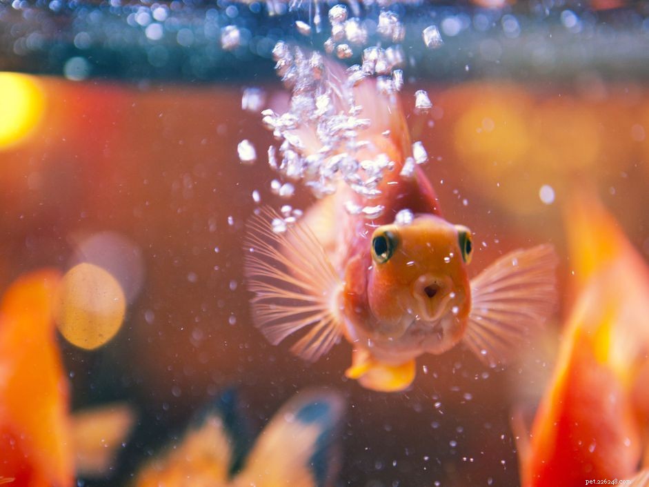 Blood Parrot Cichlid: Hybrid Species, Care Guide & Proven Benefits