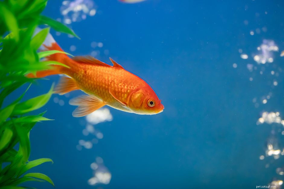 Comprehensive Guide to Goldfish Care: Health, Habitat, and Longevity