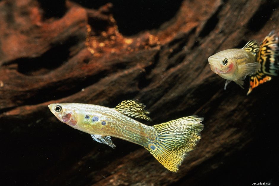 Managing Hard Water for Aquarium Fish: Practical Tips & Expert Insights