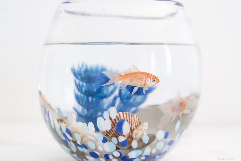 Step-by-Step Guide to Clean Your Fishbowl Safely and Effectively