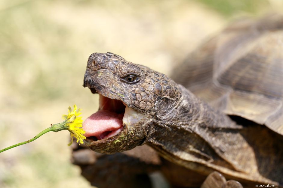 Complete Reptile Diet Guide: What Foods Do They Eat?