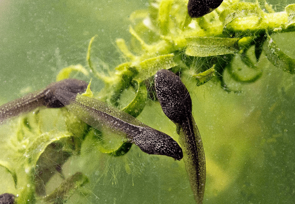 Tadpole Care and Nutrition: A Comprehensive Guide for Your Aquarium