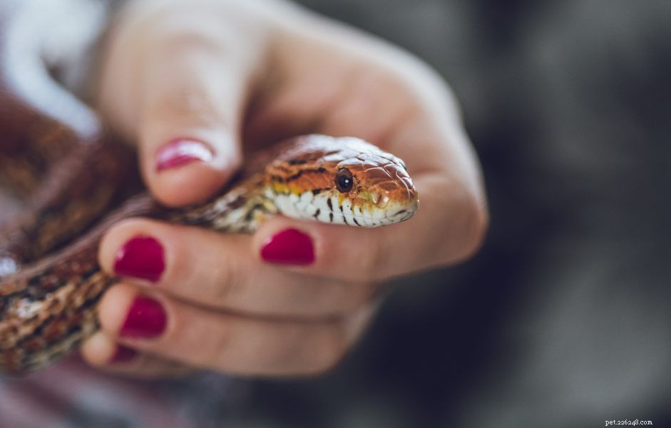 Why Do Snakes Hiss? 4 Key Reasons Explained