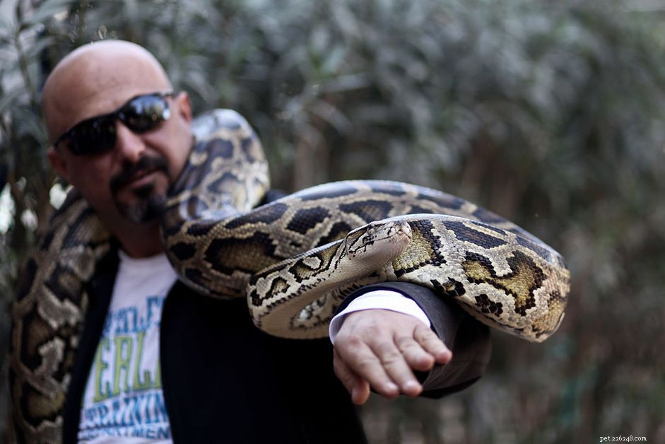 Reticulated Python Care Guide: Housing, Feeding & Health for Experienced Enthusiasts