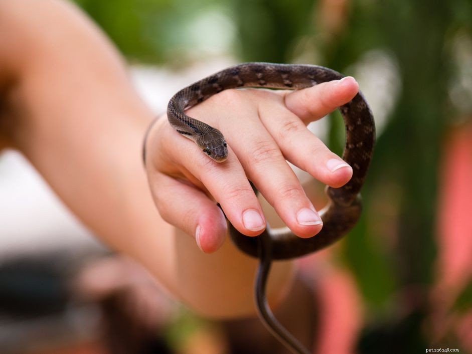 Understanding and Preventing Mouth Rot in Pet Snakes