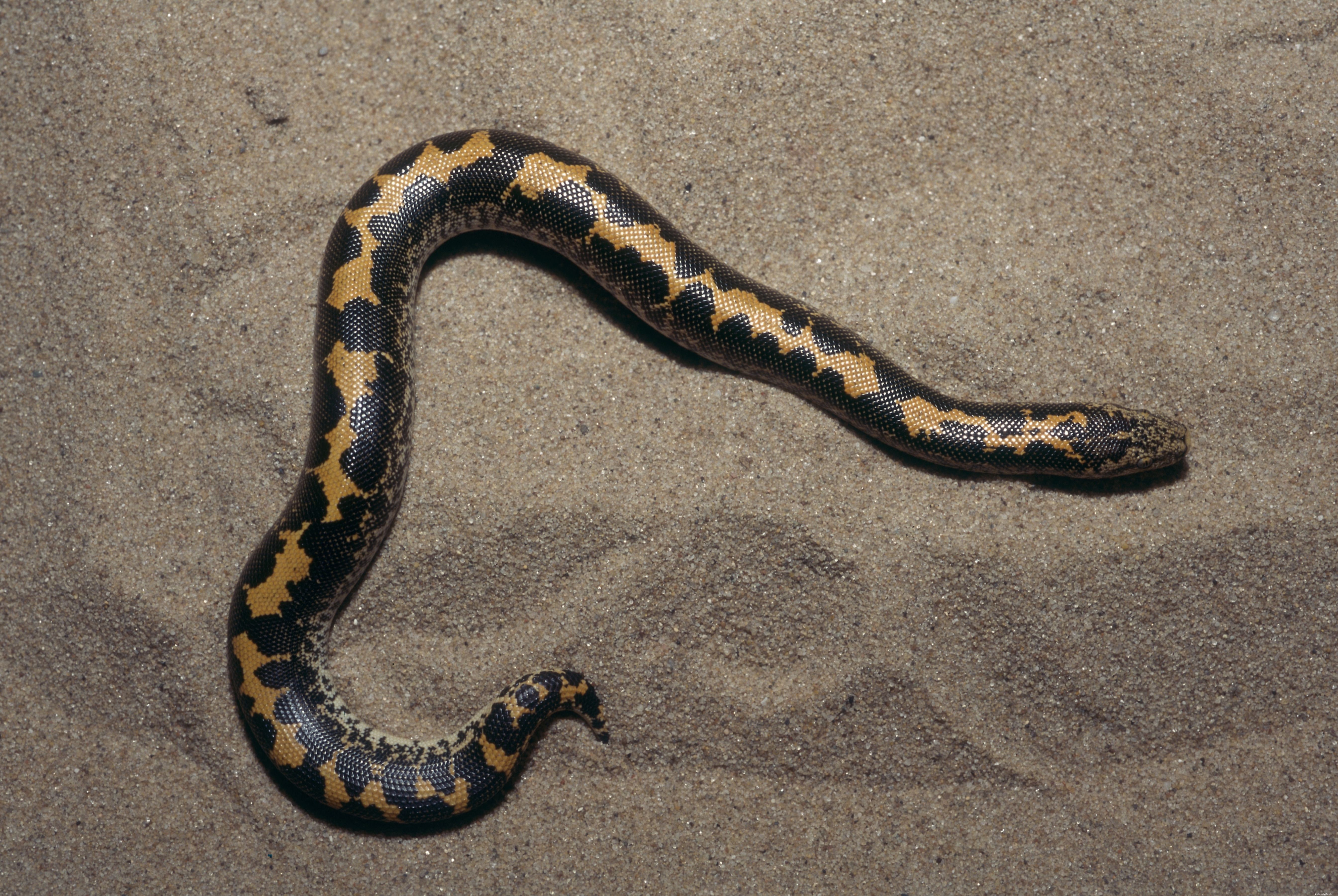 Top Pet-Friendly Snake Species: A Guide to the Most Popular Choices