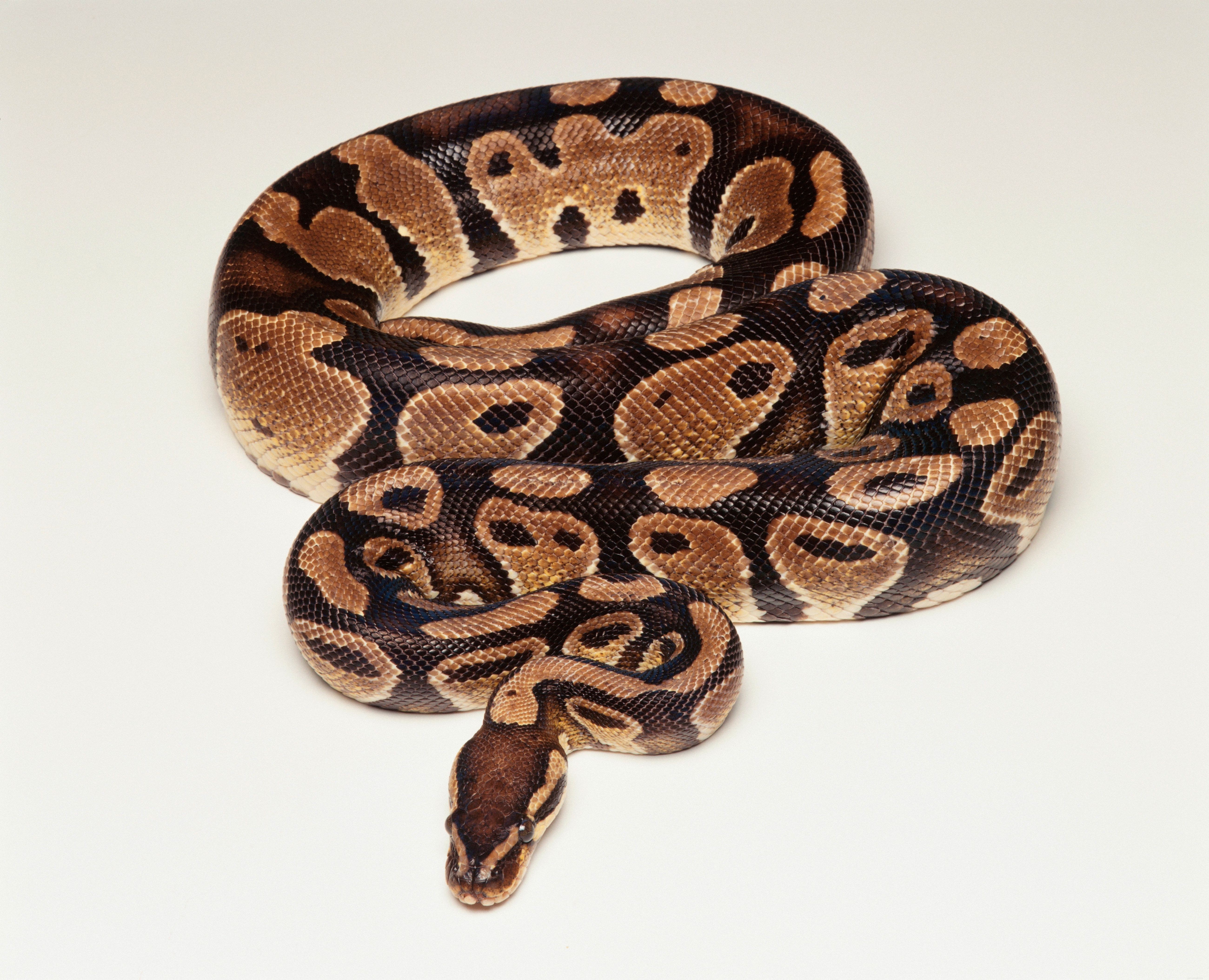 Top Pet-Friendly Snake Species: A Guide to the Most Popular Choices